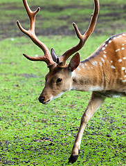 Image showing Large whitetail buck