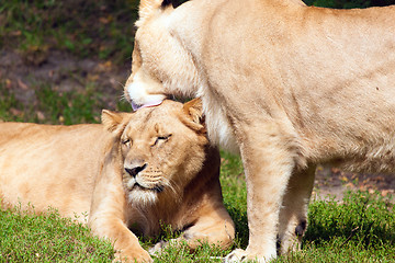 Image showing Two lionesses