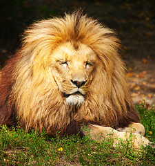 Image showing Lion