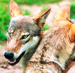 Image showing Pack of wolfs