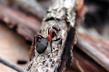 Image showing Ant