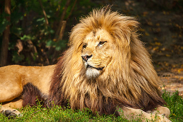 Image showing Lion