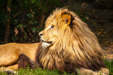 Image showing Lion