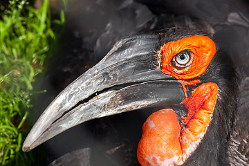 Image showing Southern Ground Hornbill