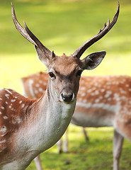 Image showing Large whitetail buck