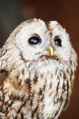 Image showing Tawny Owl (Strix aluco)