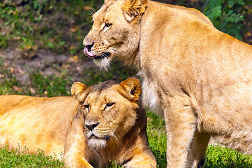 Image showing Two  Lionesses