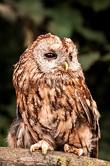 Image showing Tawny Owl (Strix aluco)