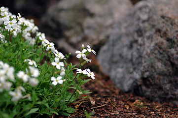 Image showing White flowers in stone landscape