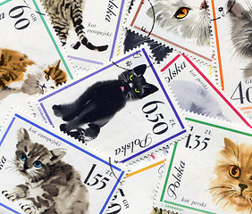 Image showing Feline composition made of postage stamps