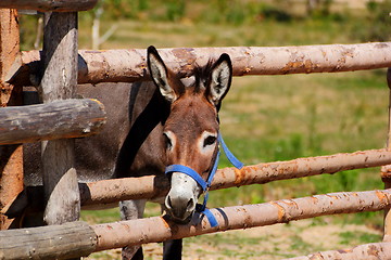 Image showing curious donkey
