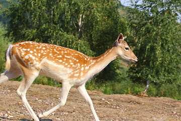 Image showing fallow deer doe running