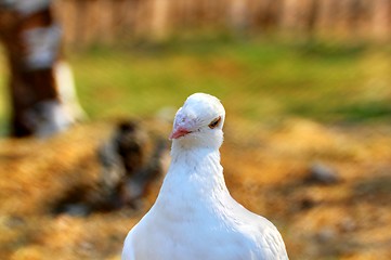 Image showing portrait of a white pigeon