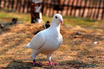 Image showing white pigeon walking