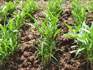 Image showing Plant - Rows Of Vegetables