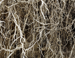 Image showing Roots without soil