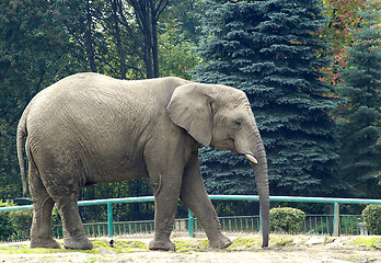 Image showing Elephants