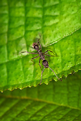 Image showing Black ant on the green leaf