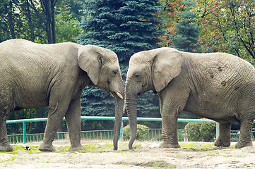 Image showing Elephants