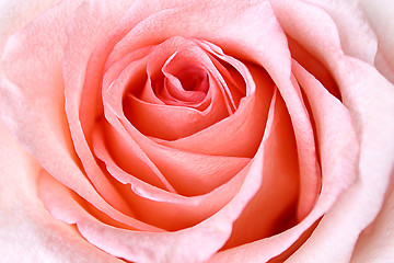 Image showing Beautiful Pink Rose