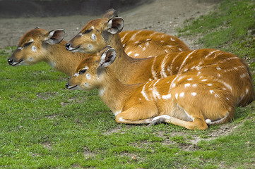 Image showing Antelopes