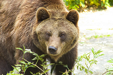 Image showing Brown bear