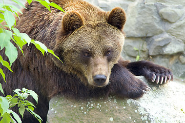 Image showing Brown bear