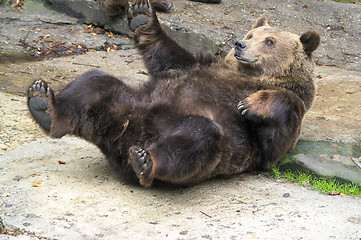 Image showing Brown bear