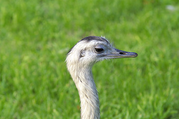 Image showing Head of ostrich