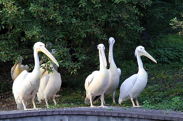 Image showing Pelicans