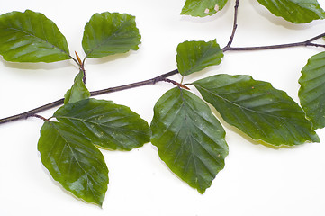 Image showing Twig of beech