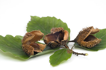 Image showing Beechnuts on leafs