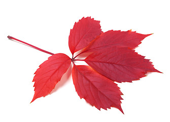 Image showing Autumn virginia creeper leaf