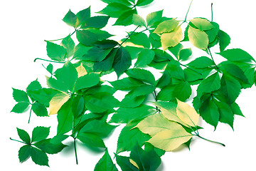 Image showing Scattered leaves on white background