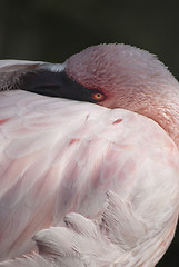 Image showing Pink Flamingo