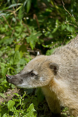 Image showing South American Coati