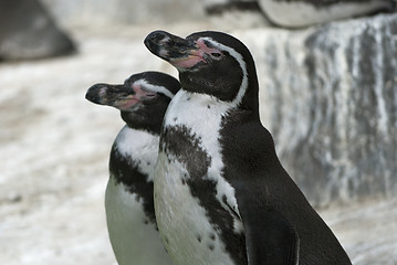 Image showing Humboldt Penguins