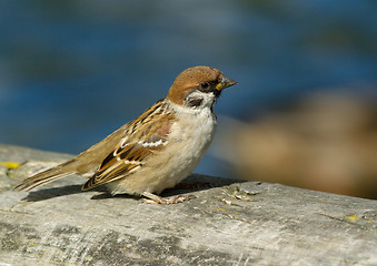 Image showing Tree Sparrow 