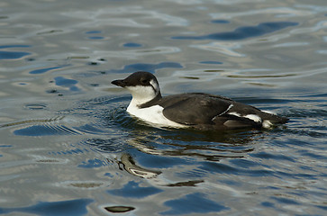 Image showing Common Guillemot