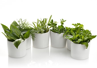 Image showing Fresh Herbs