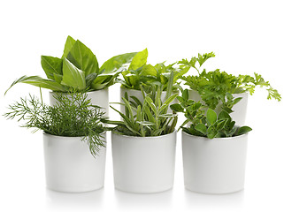 Image showing Fresh Herbs