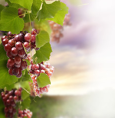 Image showing Red Grape