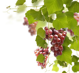 Image showing Red Grape
