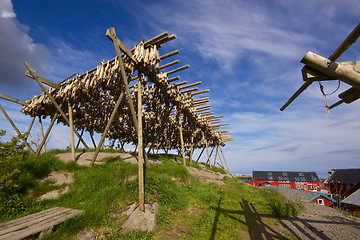 Image showing Drying stockfish in Norway