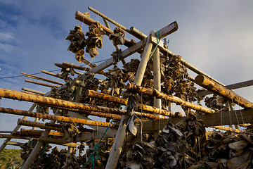 Image showing Drying stockfish