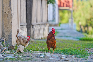 Image showing Chickens