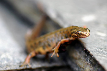 Image showing Curious animal