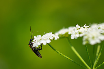 Image showing Close-up of insect