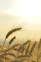 Image showing Ripe wheat