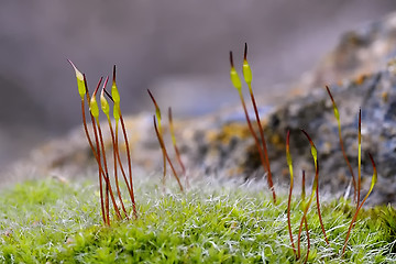 Image showing Curls of nature